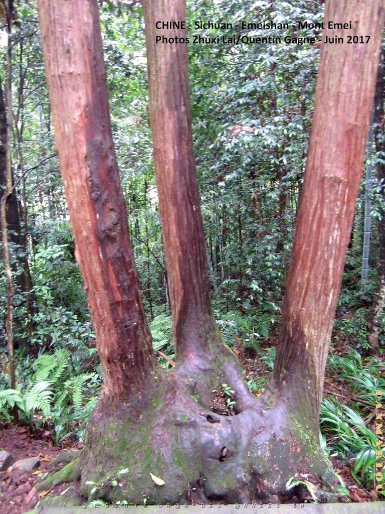 Emeishan 079.JPG